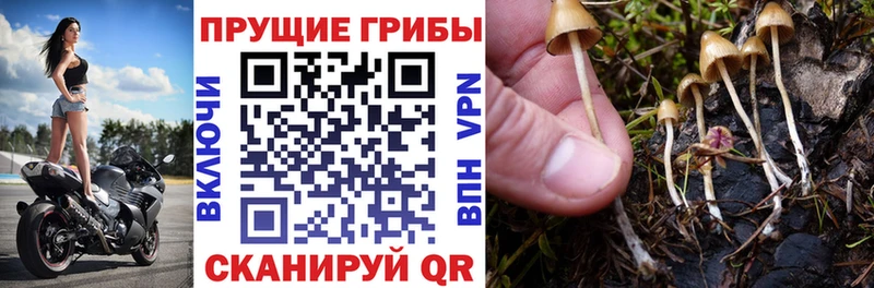 Псилоцибиновые грибы Cubensis  Купить закладки  Котельники 